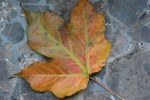 Autumn in Faribault, leaf in my&nbsp;backyard