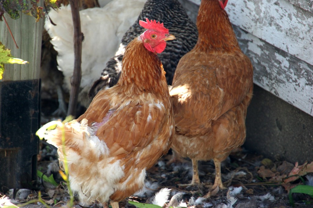 The pastor and his family raise chickens in a backyard coop.