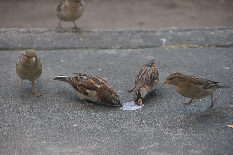 This clutch of birds dipped their beaks into spilled ice cream outside The Pearl.