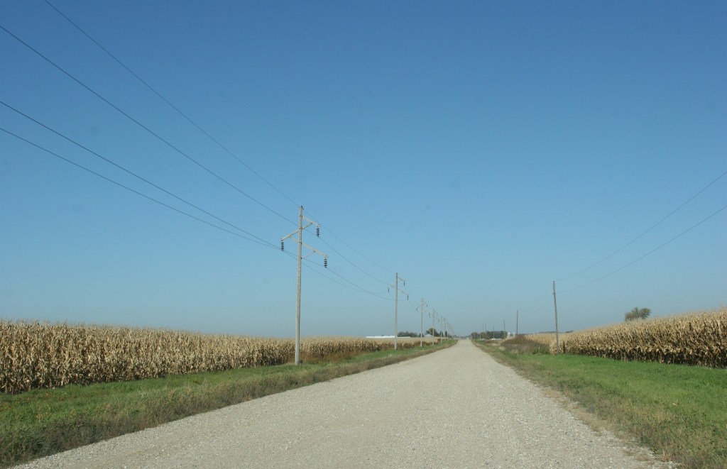 Unharvested cornfields line a gravel road in western Rice County, Minnesota.