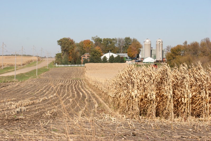 Farmers race against time to harvest the crop.