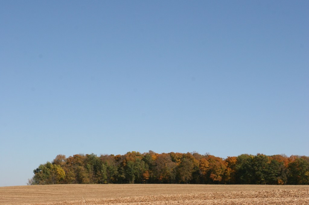 My eyes are drawn to the clear blue sky, the leaves changing color and the muted tones of the harvested cornfield.