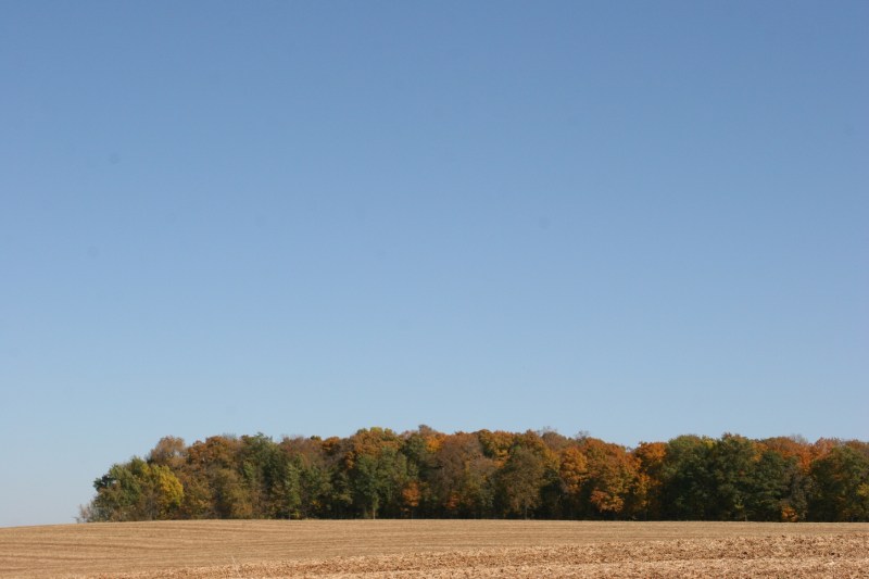 My eyes are drawn to the clear blue sky, the leaves changing color and the muted tones of the harvested cornfield.