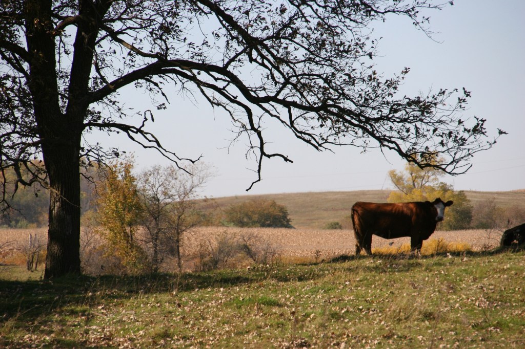 And then, the pastoral scene of cattle in pasture.