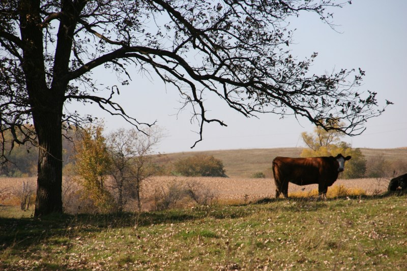 And then, the pastoral scene of cattle in pasture.
