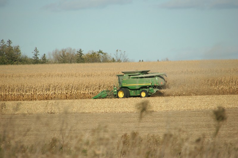 Harvesting corn along U.S. Highway 52 in the Rochester area in mid-October.