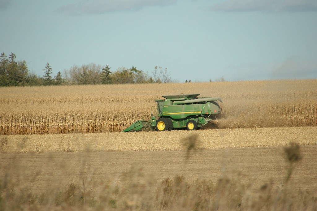 Harvesting corn along U.S. Highway 52 in the Rochester area in mid-October.