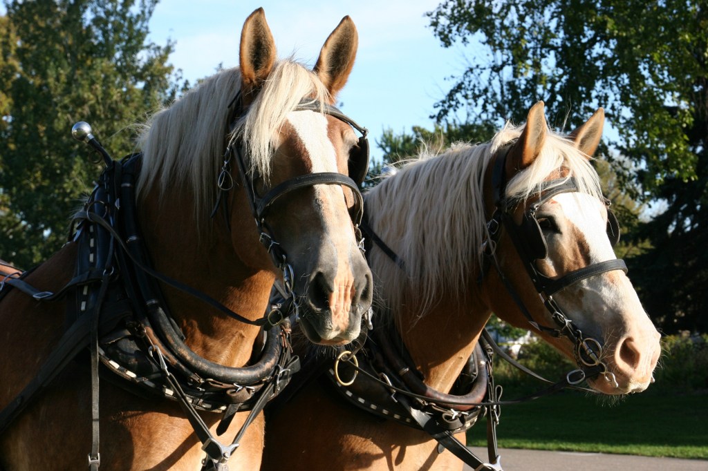 The beautiful horses.