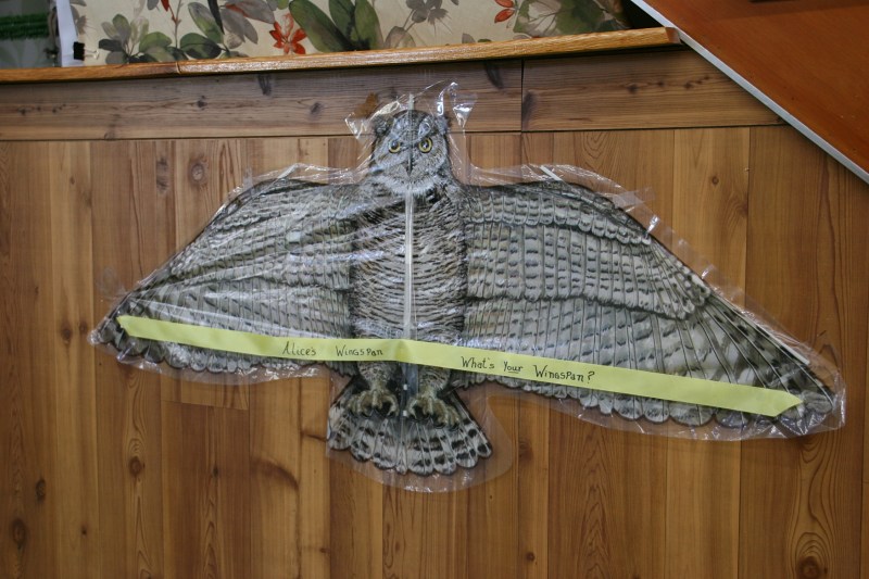 This display shows Alice's wingspan.