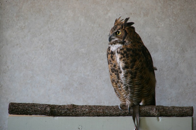 One of the center's live owls. I don't know its identity.