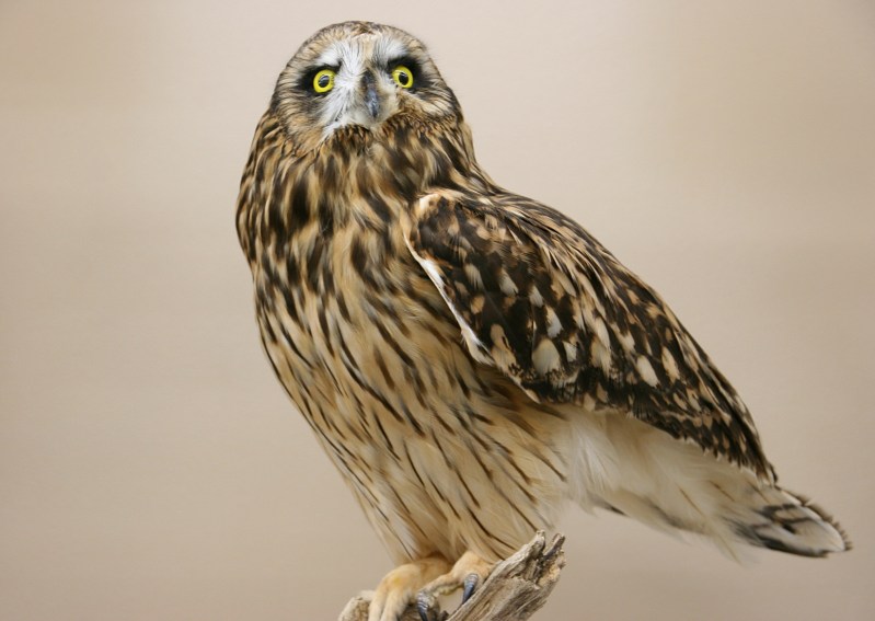 A beautiful taxidermied Short-eared Owl.
