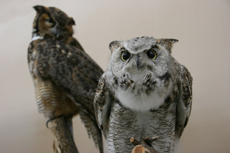 It's all about the eyes in owls, including these in a Great Horned Owl on display.