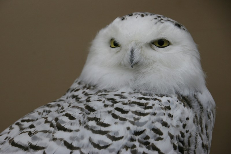A Snow Owl, the dreamiest of owls, in my opinion.