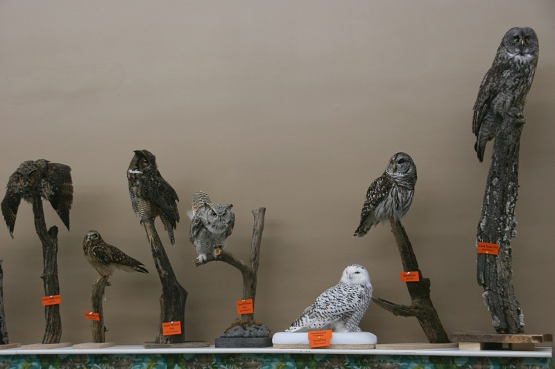 Taxidermied owls line a wall.