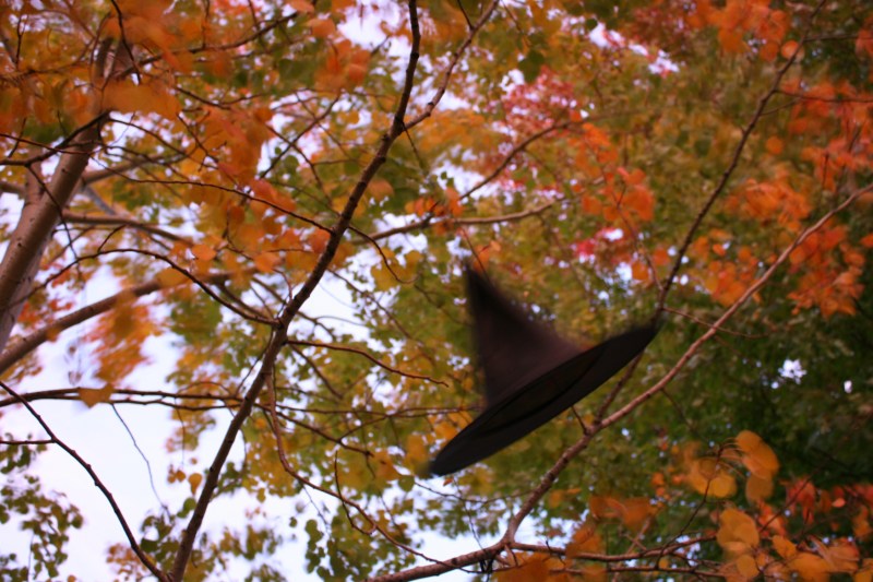 Soup, 57 hat swaying in tree