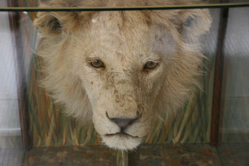 A trophy from Africa.