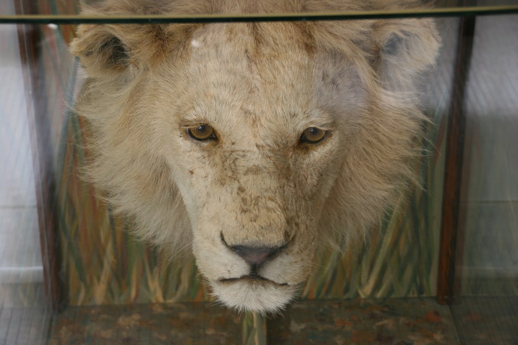 A trophy from Africa.