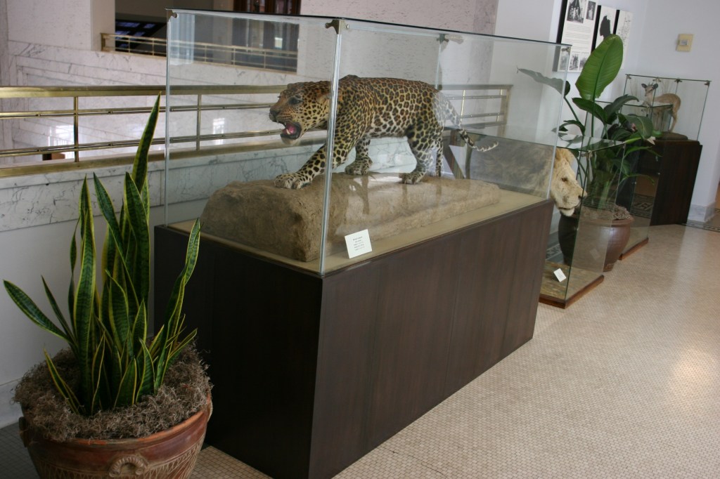 To the right in this display of taxidermied animals is a lion.