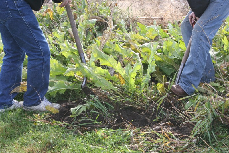 STEP ONE: Digging the horseradish, which grows like carrot roots underground.