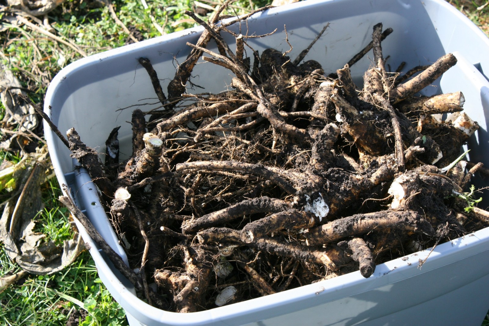 My Minnesota family’s tradition Harvesting & preserving horseradish
