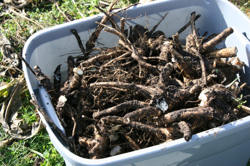 Just dug horseradish.