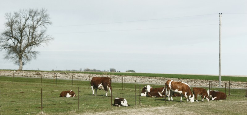 Occasionally you'll see cattle in a pasture. But mostly, farm land in southwestern Minnesota is used for crops like corn and soybeans.