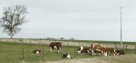 Rural, 242 grazing&nbsp;cattle