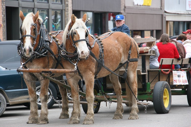 Santa's horse-drawn wagon, 84 close-up of Mike & horses