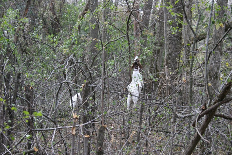 Goats graze on buckthorn at River Bend Nature Center, Minnesota Prairie Roots file photo October 2014.