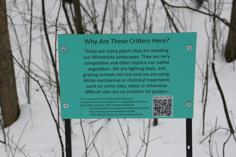 A sign in the woods explains an effort to rid River Bend of invasive buckthorn by utilizing goats to eat the invasive tree.
