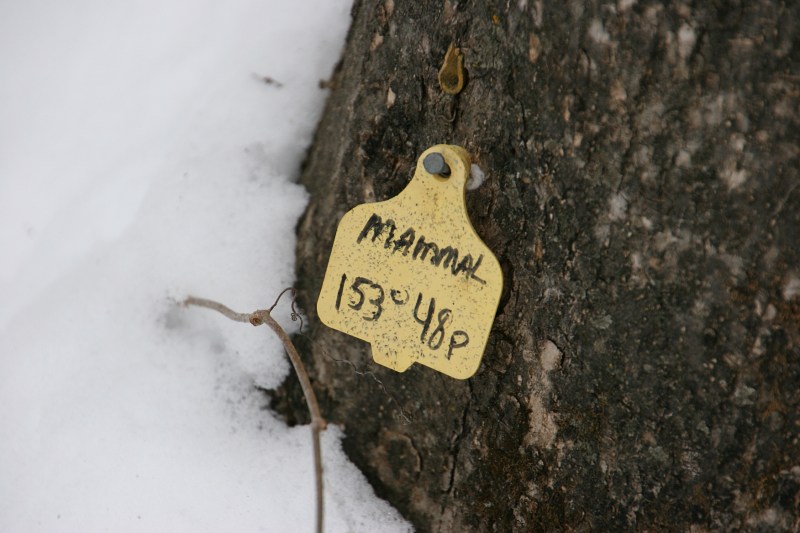 A tag at the base of a tree.