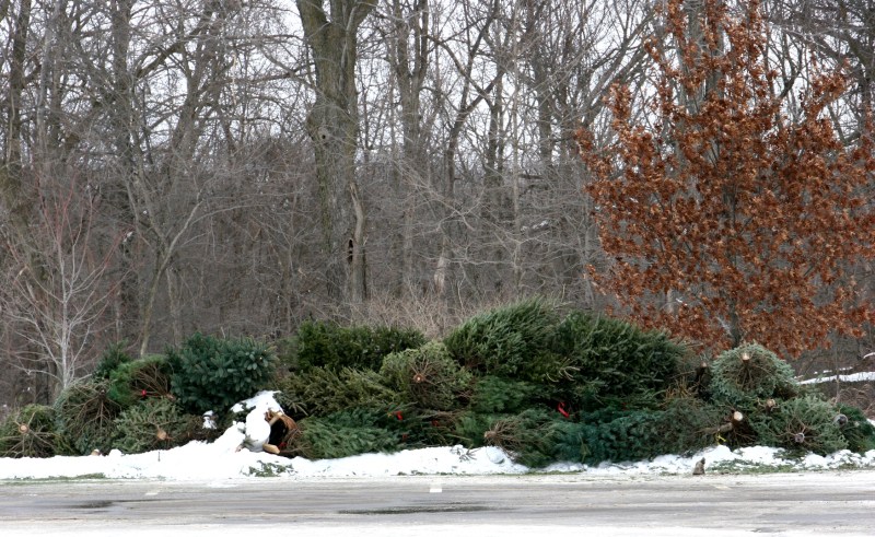 Goats from Goat Dispatch will also consume these Christmas trees which area residents are invited to drop off at River Bend.