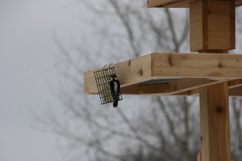 Nature Center, 30 woodpecker