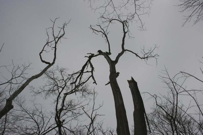 Nature Center, 6 trees
