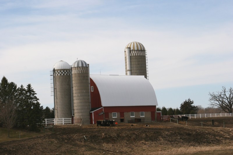 Rural Minnesota, 102 barn & cattle