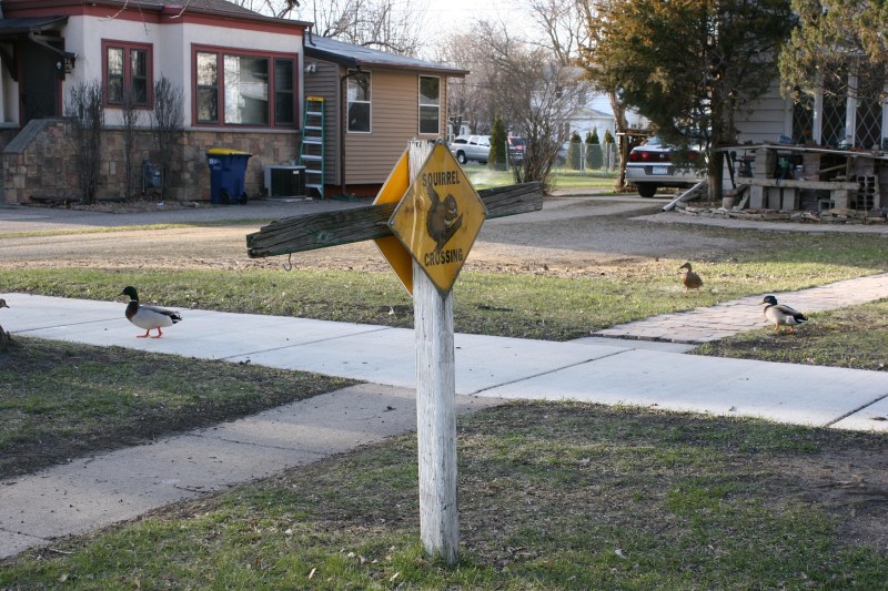 Ducks at a squirrel crossing, 178