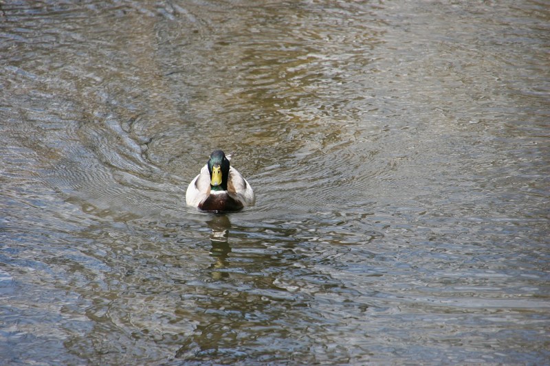 Maple Creek runs surprisingly clear.