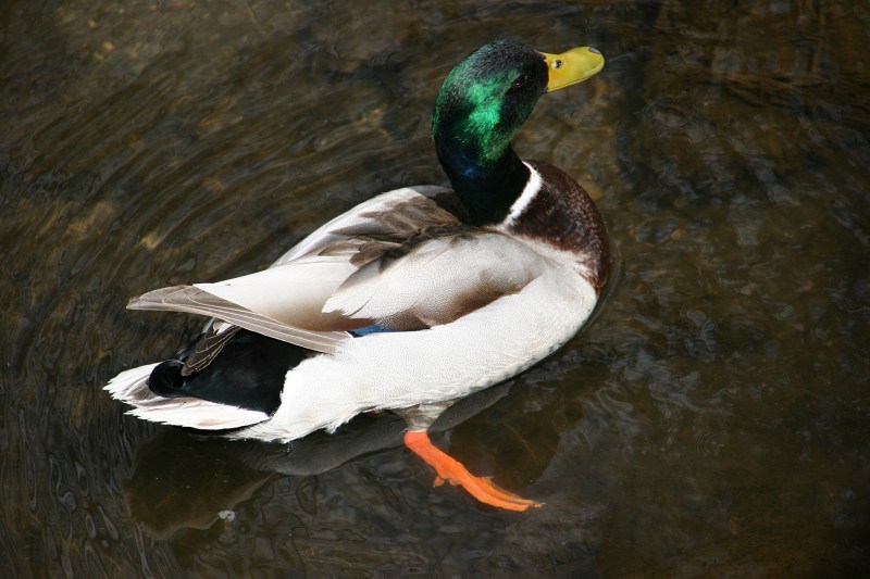 I watched this drake for a long time swimming in the creek.