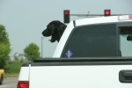 Dog with head out of pick-up, 40