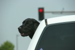Dog with head out of pick-up,&nbsp;44