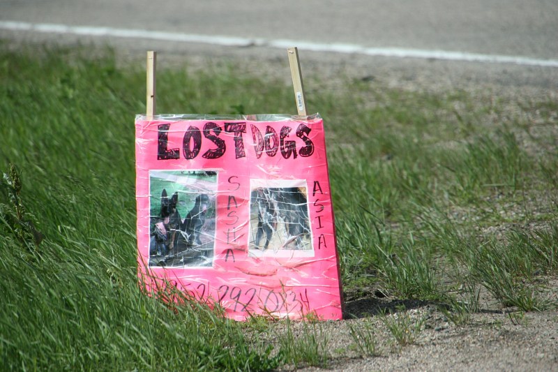 Lost dogs sign, 5