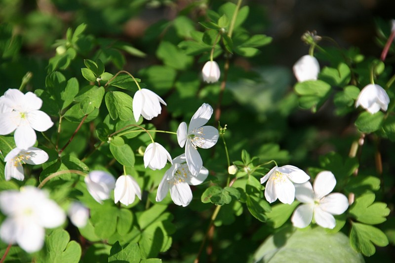 River Bend Nature Center, 29 white wildflowers close-up