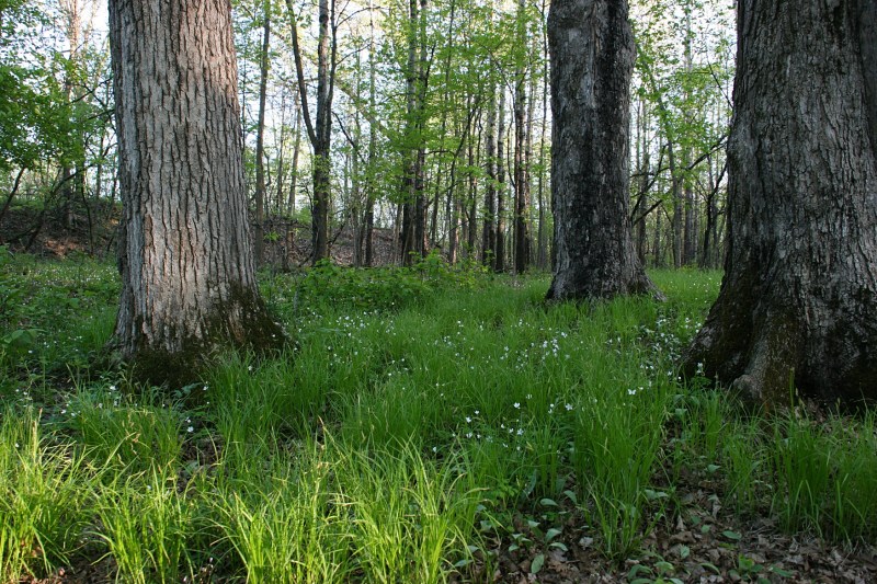 River Bend Nature Center, 34 white wildflowers in woods