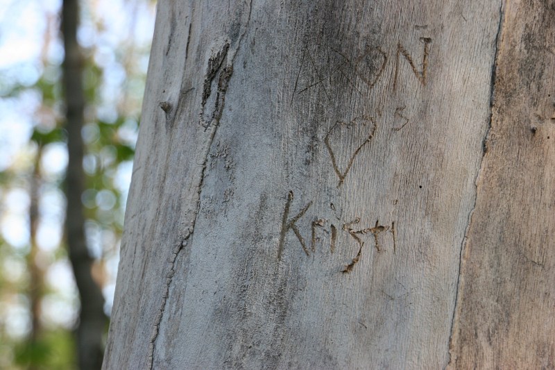 River Bend Nature Center, 35 names carved in tree