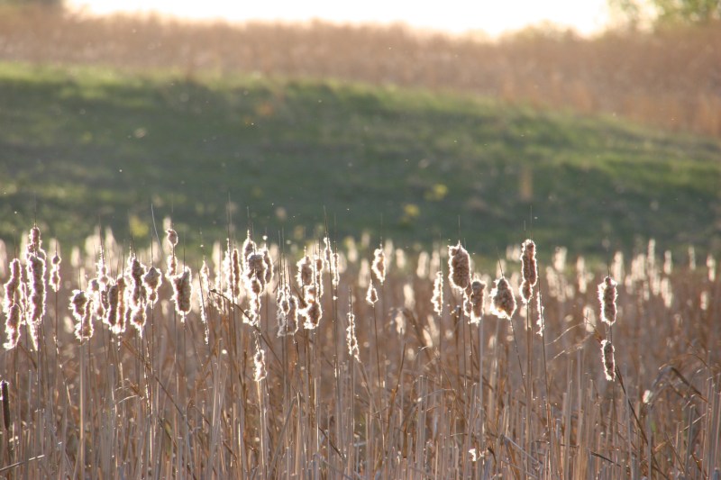 River Bend Nature Center, 55 cattails at twilight