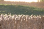 River Bend Nature Center, 55 cattails at twilight