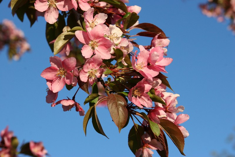 River Bend Nature Center, 62 crab apple blossoms