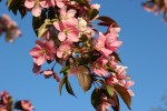 River Bend Nature Center, 62 crab apple&nbsp;blossoms