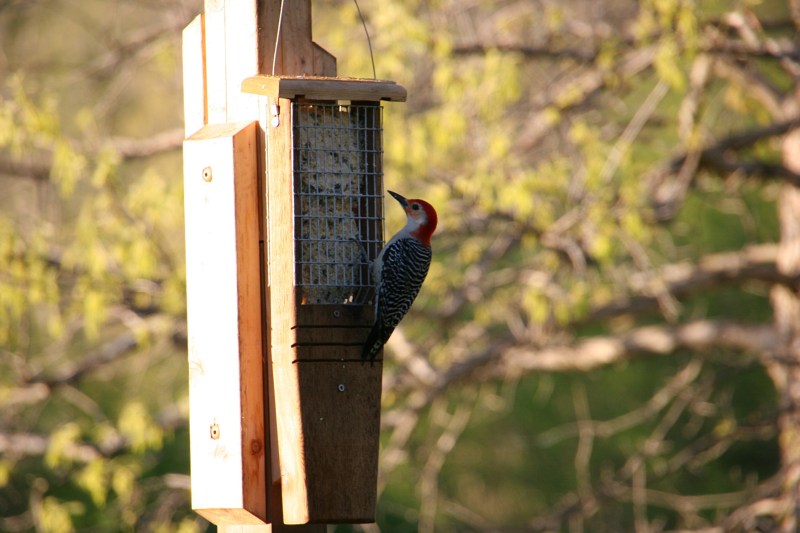 River Bend Nature Center, 67 red-headed woodpecker