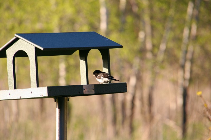 River Bend Nature Center, 77 bird at feeder